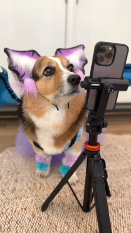 Assemble the War Pets! Upload a photo of your pet and visit codpet.ai. You can even win a global trip! #createyourfantasypets #codwarpet #callofdragons #battle #doglife #ad 