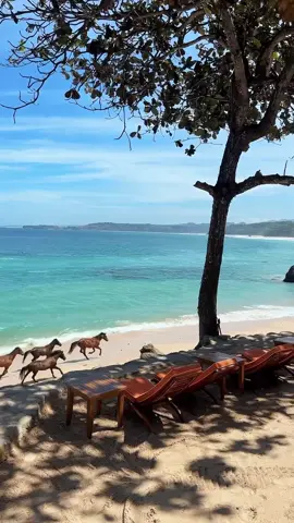 Take a front row seat at the Boathouse and watch the herd of horses run wild on Nihiwatu Beach 🧡 By IG @katielouisebale #NIHI #Sumba #horsepower #horsesrunning #beautifulbeach #nature #luxuryhotel 