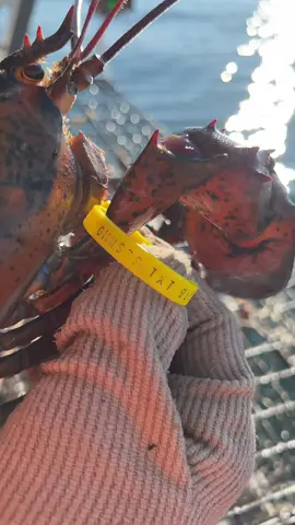 Who remembers this one? We actually caught another one just like it a few days ago! But we couldn’t read the tag. Wonder if it was her?! #maine #lobster #lobsterfishing #fishing #ocean #commercialfishing #lobstertok #fy #fyp #mainelobster #interesting #didyouknow #educate #education 