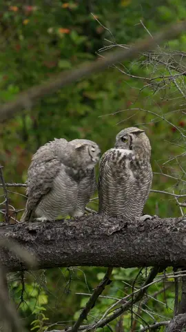 [251/365] - Juvenile Great Horned Owls playfighting and preening before hunting #greathornedowl #gho #owls #wildlifephotography #birdphotography #naturephotography #nature #wildlife #fyp #viral #cutebirds #cuteanimals 