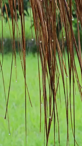 ชวนฟังเสียงฝนตกในยามเช้า #sound #asmr #natural #raining #rain 