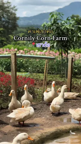 📍 ไร่ข้าวโพดหวานคอร์นนิลี่ - Cornily Corn Farm 🌽 เปิด 9.00-17.00 น. #ไร่ข้าวโพด #ไร่ข้าวโพดหวานคอร์นนิลี่ #cornilycornfarm #คาเฟ่เขาค้อ #รีวิวคาเฟ่ #เขาค้อ #เพรชบูรณ์ #เที่ยวเขาค้อ #รีวิวเขาค้อ #คาเฟ่เพชรบูรณ์ #คาเฟ่สวยๆ #อร่อยบอกต่อ #ของดีบอกต่อ #ปักหมุดร้านอร่อย📍 