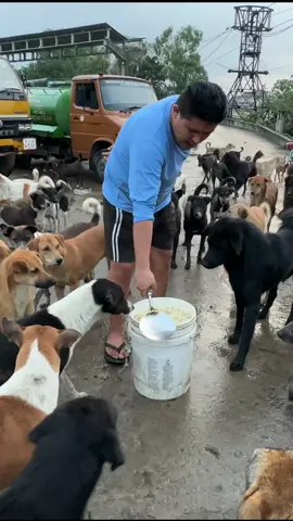 100s of stray dog waiting for food #feedinganimal 