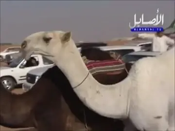 مسيرة خزامه قبل ١٠ أعوام #خزامه_ابن_قريع #ام_رقيبه #ال_بريك #خزامه #ابن_قريع #الهاشتاقات_للشيوخ #اكسبلور #viral #fypシ #foryou 