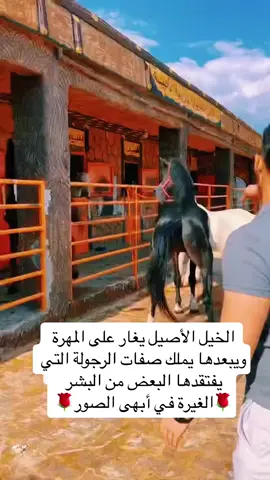 #الغيرة #الرجولة #الشهامة #المهرة #الخيل #اكسبلورexplore #tiktoklongs #viral #TikTokPromote 