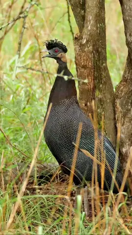 Guinea fowl (Numididae) is a family of birds belonging to the order Galliformes. The family is considered by some authors (such as the American Ornithological Society) to be a subfamily, Numidinae, of the Phasianidae. Indigenous African chicken species in Africa, including the guinea fowl, have been domesticated to become domestic guinea fowl.#colorfulnature #wonderfulnature #themagicofnature #birds