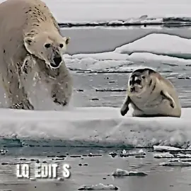 #lqedits #urso #ursopolar #ursohunting #edits #leaomarinho #foca #ursobranco #antartica #edits #animais #animals #fy #fyp #viral #viralizar #viralizartiktok #prt  #paraty #parati #paravoce #vaiprofycaramba 