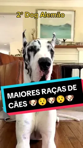 #caesgigantes #cao #cachorro #raca #animaisnotiktok #mastimingles #alabai #lebrelirlandes #dogalemao #bullykutta #maioresracasdecaes #maiorescachorrosdomundo #vaiprofycaramba 