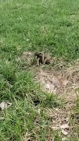 Rhat feeling somebody’s watching. 😳#AnimalVideos #animalhysterics #ohshit #reality #snake. 