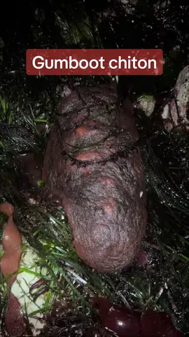 The wandering meatloaf ❤️ #gumboot #gumbootchiton #chiton #tidepool #lowtide #marinebiology #marinebiologist #fyp #foryou 