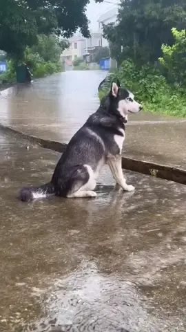 Tâm sự dưới cơn mưa. 🐕 #funnyvideos #dog #sad #viral #trending #hottrend #xuhuong 