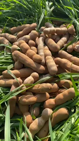Beautiful fruits cutting video 😱😱😱😱😱😱#apple #viral #foryou #fruit #farming #fruits #shorts #satisfing #trendingvideo #nature #reels 