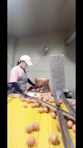 egg company #korea󾓮󾓮#