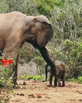 🤯Short Tempered Elephants | Elephants Hitting Baby Elephants | Cute Elephant Baby calf #shorts