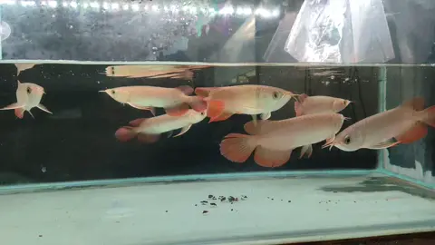 Arwana Super Red 15-17 cm Pulogadung #jualarwana  #jualarwanasuperred  #jualarwanagolden  #jualarwanajakartautara  #agenarwana 
