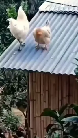 trứng gà nở ra dịt ngâu si #Meme  #CapCutAmor  #CapCut  #mèo #cat #xhtiktok  #xuhuong 