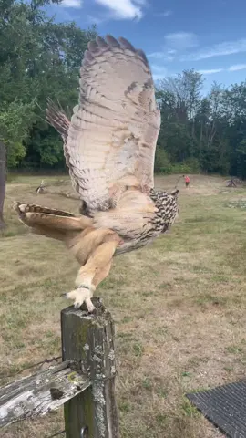 Begone! Lol or be whistle trianed for yummy reward for coming. Practice makes for high returns! Wedensday the Eurasian eagle owl practicing flights for a photo workshop we hosted with the birds. ##owl##owlflight##eagleowl##begone##owlsoftiktok