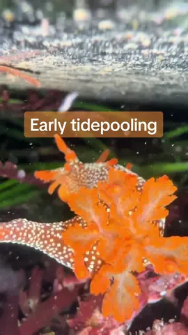 5 am = sea slug hour 🤓 #nudibranch #seaslug #nudibranchnerd #intertidal #lowtide #tidepool #fyp #foryou 