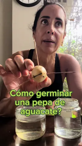 Tutorial de cómo hago yo mis arbolitos de aguacate. Y los arbolitos los puedes usar para diferentes fines.  Adicionalmente les dejo la tarea de investigar los beneficios que tiene el consumir la pepa del aguacate, te puedes sorprender y seguramente te ayude de muchas formas a tu salud.  #aguacate  #naturaleza  #alberta  #árbol #fyp #parati #viral #trending 