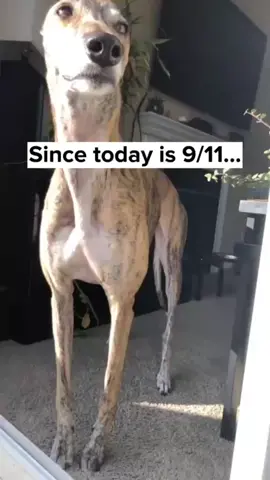 Let’s take a moment today to remember some good boys and thank them for their service. 🇺🇸🫡 credit @Millie The Noodle Horse 