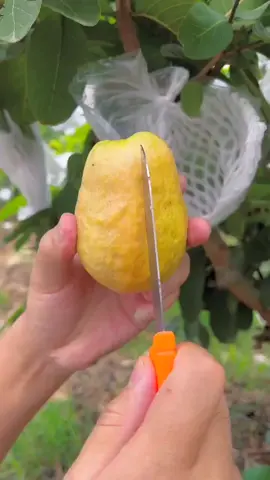 Beautiful fruits cutting video 🍊🍊🍊🍊🍊#reels #nature #trendingvideo #satisfing #shorts #fruits #farming #fruit #foryou #viral 
