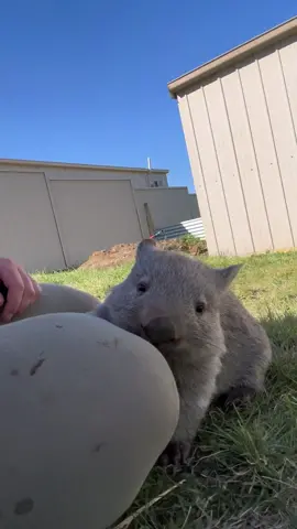 He's just a silly little guy #wombat #rescue #wildlife 