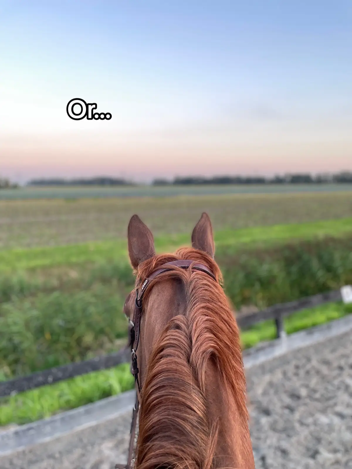 Mirabelle just fits every colour😍  #horses #mare #kwpn #equestrian #showjumping #porsche #❤️ #competition 