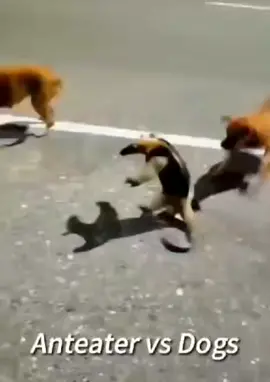 #fyp #funny #anteator #dogs