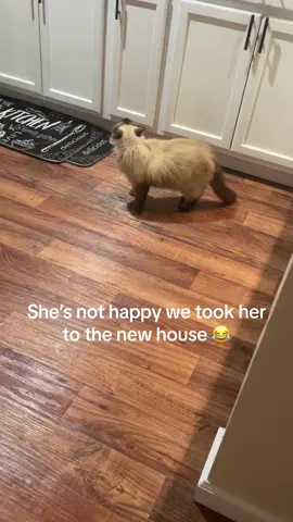 I mean, we couldve just left her there 😂🤷🏻‍♀️ #shesmadatme #catsoftiktok #cats 