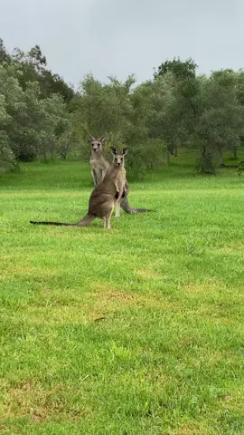 Curious Kangaroos 🦘🦘🤭 👁‍🗨 Hunter Valley, NSW , Australia 🇦🇺  Came across these two funny Roos at the Hunter Valley Gardens. #Skippy&Skippy  #Kangaroos #HunterValley  #NSW  #Australia  #EminentWolf🐺 #WhatIf🤔 #WolfPack #TikTok #FYP #ForYou #ForYourPage #Videography #ContentCreator 