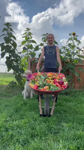 The lovely gosts of the Rylee Ranch enjoying yet another wheelbarrow 🍑🍓🍒🍌🌱 #ryleeranch #kalanrylee #followme #foryou #foryoupage #fyp #trending #tiktok #Love #animals #viral #Outdoors #Summer #farm #farmlife #dailylife #alberta #goat #goatsoftiktok #maplethegoat #asmr #asmrsounds #asmrfood #funnyanimals #cuteanimals #fall #peaceful #animalsoftiktok #funnyfarm #rescuefarm #turkey #emu 