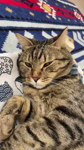 何をしても怒らないレオくん。 #保護猫 #保護猫カフェキャットローフ #猫カフェ #保護猫カフェ #うどん県 #高松猫カフェ #香川県 #譲渡型保護猫カフェ #香川県猫カフェ #キジトラ 