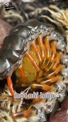 Rết đẻ 1 đống trứng luôn chứ #metub #thèmbòsát #LearnOnTikTok #hoccungtiktok #antlion #thèmkiến