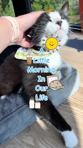 This was technically a couple of days ago, but I may have forgotten about this in our drafts 🤫 #dayinmylife #morninginmylife #dogmom #catmom #dognutrition #catnutrition #goodmorning  #CapCut 