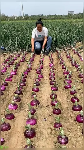 OMG😱✨wow✨#usa #uk #fruit #asmr#fyp 