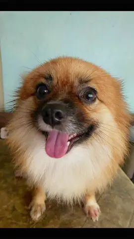 Chai 💜#japanesespitz #dog #cutedog #bathtime #brown #fluffy 