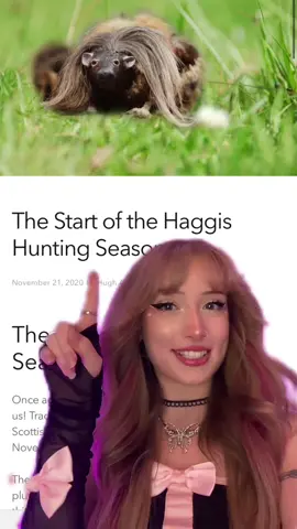 Haggis hunting season! Scottish people let me know what your haggis is called