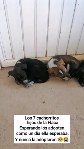 Los cachorros de la Flaca esperando a su Mamá, que no volverá. Solo esperan una bonita familia que los adopte