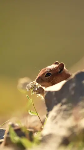 Good morning 🐿🌼 Enjoy this chipmunk eating a wildflower, shot by  @Emmett Sparling on Sony Alpha 1 + 400mm G OSS lens at #SonyKandoTrip 🌞 #SonyAlpha #wildlifephotography #wildlifevideo #naturevideography #nature