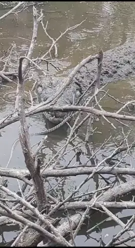 This you dont see EVER. A croc taking a vine snake yesterday near my lodge. Unreal for our guests to view this.  www.umganulodge.com is our place. 