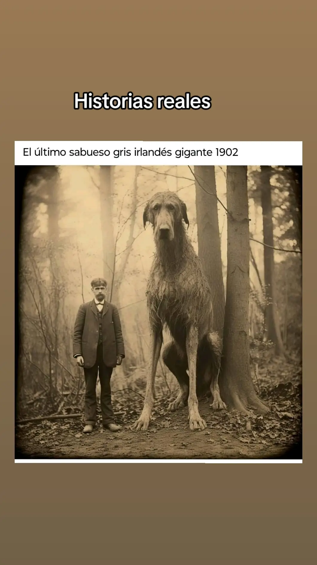 #amoalosanimales❤️🐕🐈 #graciasporsuapoyo🥺❤️😔 #unidossomosmasfuertes💕 #foryoupage #viraltiktok #CapCut #historiareal 