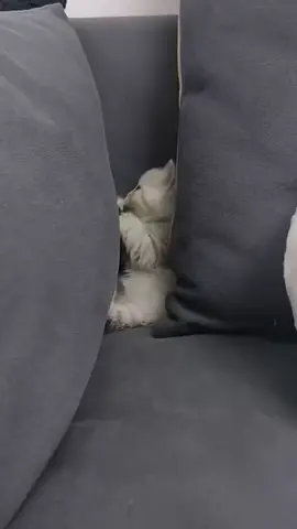 ❓