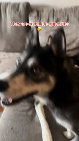 These huskies are complete opposites 🤣
