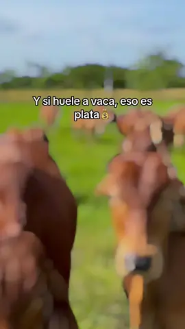Tú trabquilo #viral #plata #campo #colombia #vacas #agropecuaria #ganadera #brahman #brahmanrojo #ororojo #rancho 