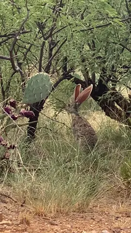 I have seen plenty of jackrabbits, but this specimen was massive! Definitely the biggest one I’ve personally seen, and it was an extra cool experience because it was foraging for food. 🐇 _ _ #jackrabbit #jackrabbits #jackrabbitsofinstagram #rabbit #rabbits #rabbitsofinstagram #rabbitlife #rabbitlove #rabbitlover #rabbitsofig #rabbitsoftheworld #mammal #nature #mammals #mammalsofinstagram #animal #wild #wildlife #wildlifeonearth #wildlifephotography #wildlifeplanet #wildlifeofinstagram #wildlifeaddicts #wildlifephotographer #wildlife_perfection 