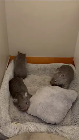 When it's time to go out in the morning but you sneak into the laundry for a nap first  💤 These babies are not pets, they are orphans of vehicle collisions and wild animals that will be released once they have reached maturity. I am a licenced and trained wildlife carer with the appropriate network of support. Wombats are beautiful, but they do not make good pets. They are nocturnal, solitary, and territorial by nature as adults and their care requirements are very specific. If you would like to raise and rescue our native wildlife, please reach out to your local care organisation. We are all very much in need of volunteers right now. #wombat #wildlife #rescue 