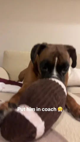 @Philadelphia Eagles put him on the roster 🏈 #brunotheboxer #dog #football #thursday #eagles 
