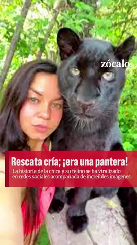 Mujer rescató lo que creyó era un gatito y resultó ser ¡una pantera! #news  #noticiastiktok  #viraltiktok