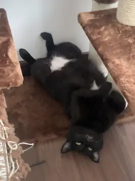 No puedo con ese pie 🐈‍⬛🖤 IG: blackdonniedarko #fyp #foryou #fypシ #cat #catlover #gato #funcat #funcats #parati 