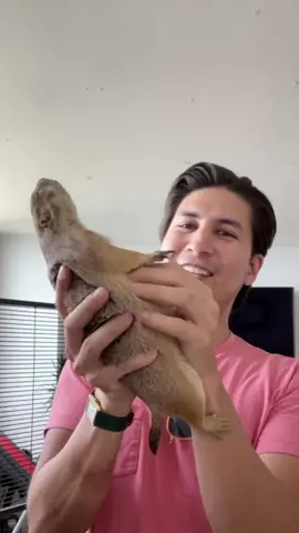 Wahooooo Prairie dog bark / part 18 #pet #pets #foryou #mouse 